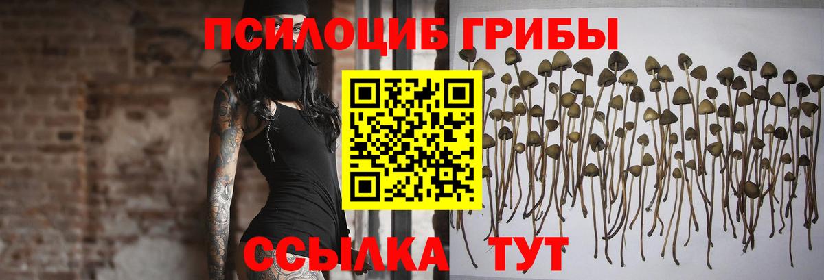 Псилоцибиновые грибы мицелий Истра